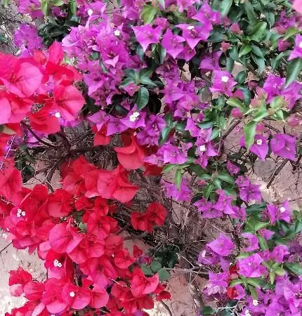 Le Repaire Des Pirates Апартаменты