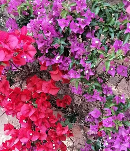 Le Repaire Des Pirates דירה